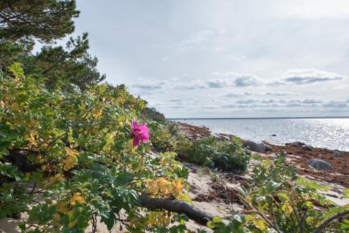 a pink flower on a beach near the water at Dream Corner Nordic in Laulasmaa