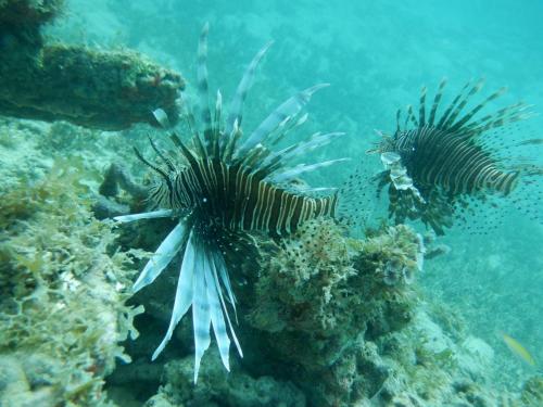 a group of fish on a coral reef at Crawlbay Suites Hotel in Newfield