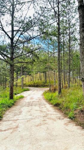 a dirt road in a forest with trees at Romantic house 2 on a pine hill Dalat in Da Lat