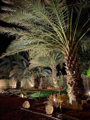 a group of palm trees in a park at night at كوخ آفيري Aviary Hut in AlUla