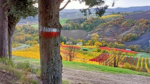 a tree with a red paint on the side of it at Casa del Viandante Borgo dei Sassi di Roccamalatina in Guiglia