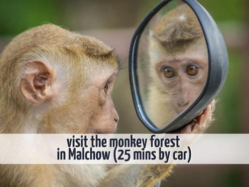 un mono mirando su reflejo en un espejo en Ferienhaus Wiesengeflüster W10 - mit Sauna, Kamin und Garten, en Röbel