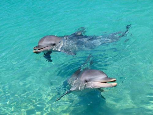 two dolphins are swimming in the water at Paris' -Oasis in Discovery Bay