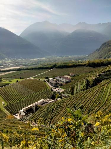 an aerial view of a vineyard with mountains in the background at Il posto al sole in Teglio