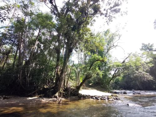 a tree in the middle of a river at Casa Beira Rio - Sítio Terra Surya in Lumiar