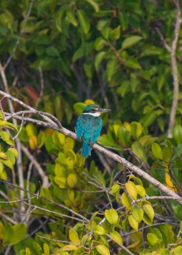a blue bird sitting on a tree branch at Sunderban Tiger Residency in Gosāba