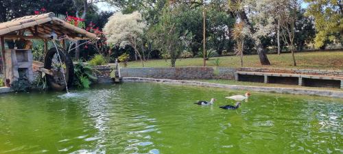 two ducks swimming in a pond in a park at Sítio Roda d'Água in Lagoa Santa