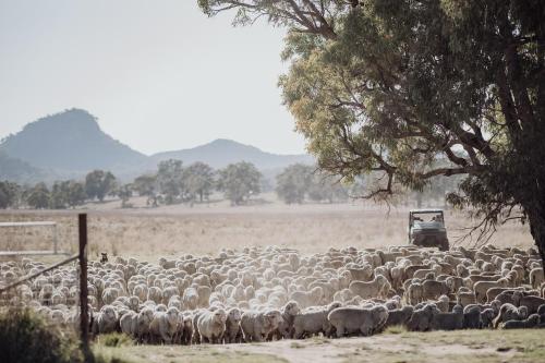 a large herd of sheep standing in a field at Ravenswood Farmhouse in Rylstone
