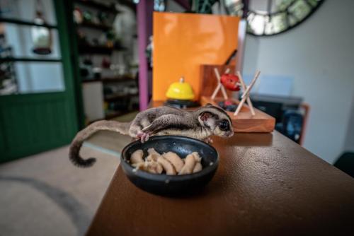 a monkey sitting on a table next to a bowl of food at Tana Mysterious garden in Panglao