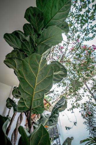 a large green leafy plant in a room with trees at Tana Mysterious garden in Panglao