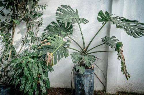 a plant in a blue vase next to a wall at Tana Mysterious garden in Panglao