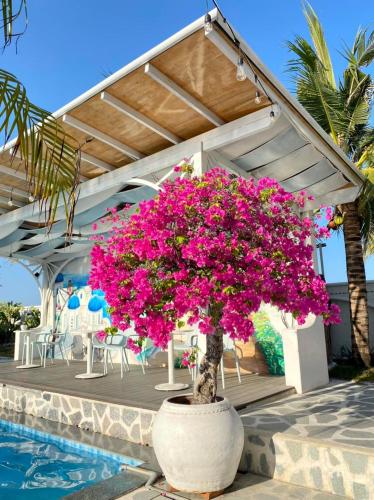 a tree with pink flowers in a pot next to a pool at Santorini Villa Cam Ranh in Cam Ranh