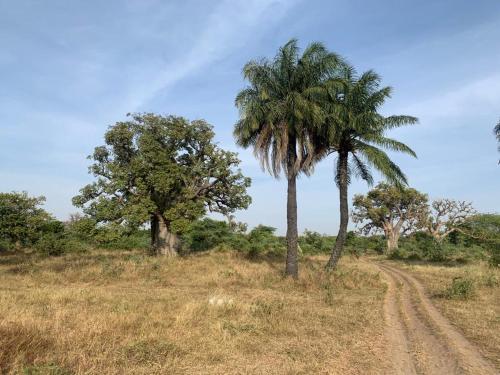 two palm trees in a field with a rainbow in the background at Villa Le P’tit Paradis in Ngalou Sessène