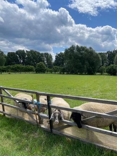 a group of sheep looking through a fence at Harzhotel Warnstedter Krug in Thale