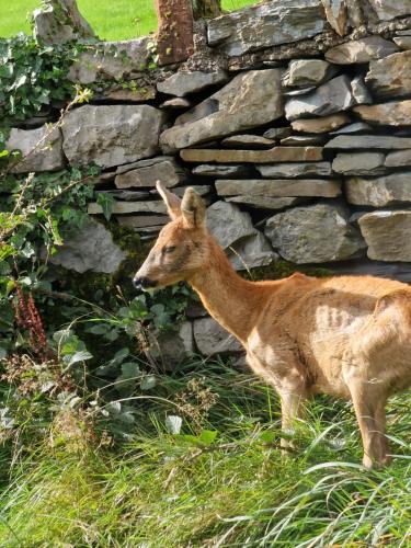Un ciervo bebé parado junto a una pared de piedra. en Newland Valley Log Cabins, en Ulverston