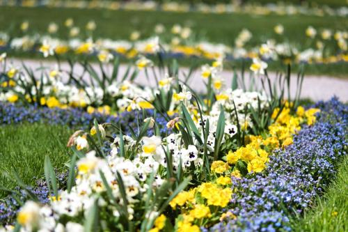 a field of colorful flowers in a park at Hotel am Schlosspark Zum Kurfürst in Oberschleißheim