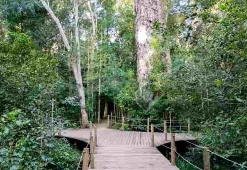 a wooden bridge in the middle of a forest at Mount Castleton in Plettenberg Bay