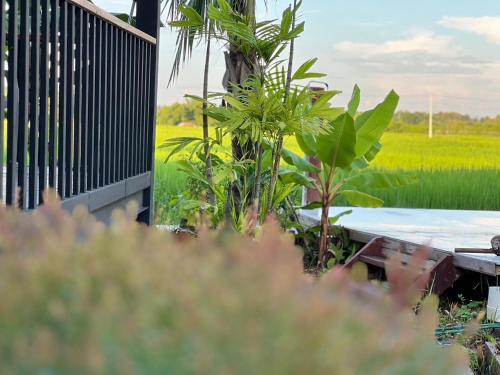 a garden with green plants and a fence at Bann Rai I Na in Phrae