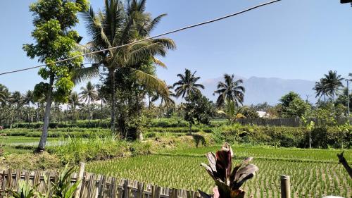 a rice field with palm trees and a fence at Sunset Point Kembang Kuning in Tetebatu