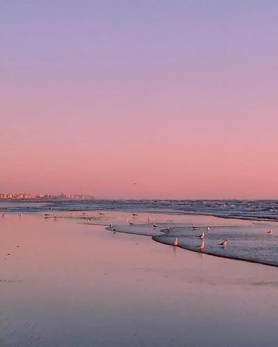 a group of birds standing in the water on a beach at Hotel Smart Cervia B&B in Cervia