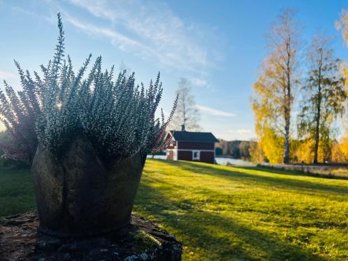 a potted plant sitting on a rock in a field at Kaffestugan in Hällefors