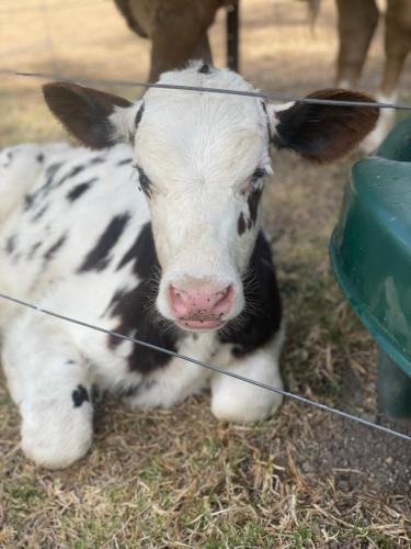 a cow laying in the grass next to a fence at Little Farmhouse Near The Dairy in Warranulla
