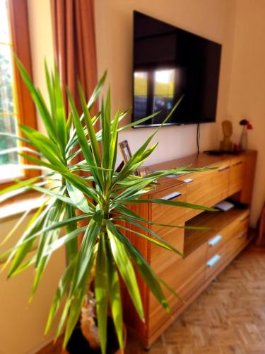 a potted plant sitting on top of a entertainment center at Fridas Place - DER Blick über ganz Villach - 160 m2 Ferienoase - ganzes Haus bis zu 8 Personen in Villach