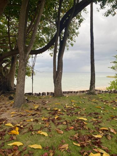 un grupo de árboles con hojas en la hierba en Bamboo Forest Beach Villa, Nongsa, en Telukmataikan