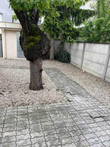 a tree sitting next to a stone walk way at Studio tout confort, au pied de toute commodité, 2 in Créteil