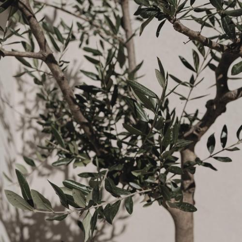 a close up of a tree with green leaves at MORF suites in Casale Marittimo