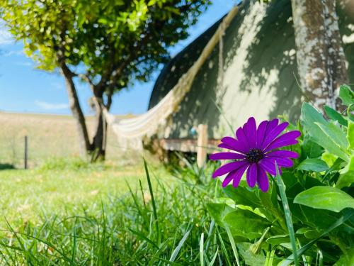 a purple flower in the grass next to a hammock at Glamping Turquesa, feel and relax in a wood house in Corredoura