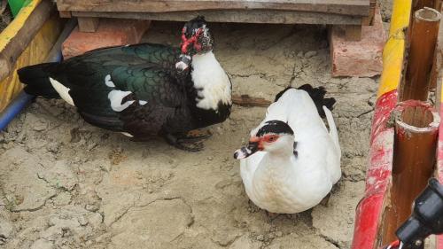 two birds standing in the dirt in a pen at Tapama Resort Bakkhali in Bakkhali