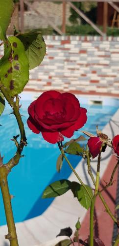 a red rose next to a pool of water at casa marina in Tito