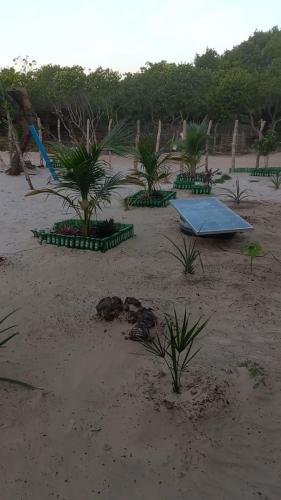a beach with palm trees and a blue table in the sand at Camp Testar Branca Circuito Lagoa bonita in Barreirinhas