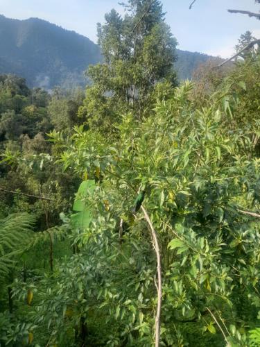 a tree in a forest with mountains in the background at Sendero de las aves in Mindo