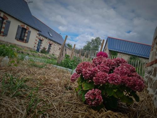 a bunch of pink flowers sitting in a yard at Gite de l'Archerie classé 4 étoiles in Saint-Lambert-la-Potherie