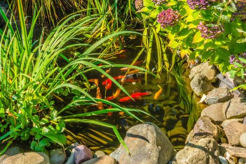 a koi pond in a garden with plants at Outdoor Lovers in Port Alberni