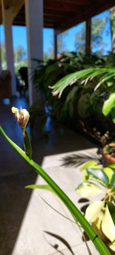 a pink flower on a green plant in a room at LA CASITA DE CANDELARIA in Garupá