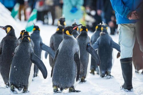 a group of penguins walking in the snow at Lodge Norheim in Asahikawa
