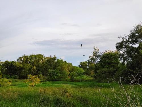 a bird flying in the sky over a field at Lembah Saerah Resort in Kangar