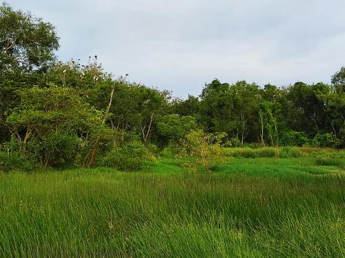 a field of tall grass with trees in the background at Lembah Saerah Resort in Kangar