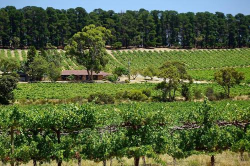 a field of crops with a barn in the background at Picturesque Vineyard Farmhouse Nestled on 40-Acres in McLaren Vale