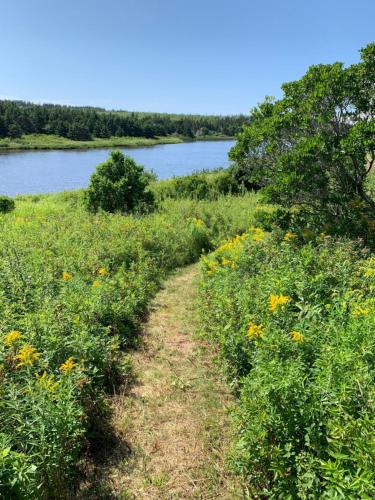 a dirt trail through a field of flowers next to a river at Colindale Beach Villas in Port Hood
