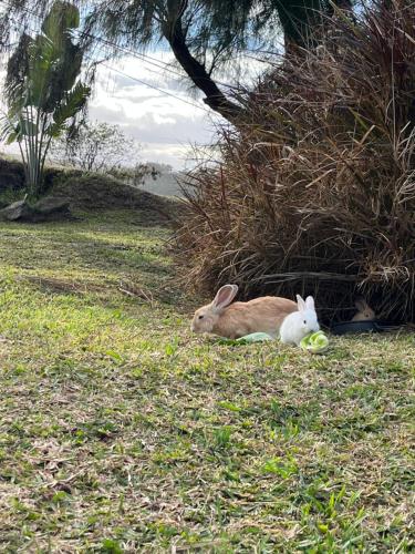 two rabbits laying on the grass in a field at COCO MANGO Villa in Trèfles