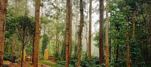 obraz lasu z drzewami i ścieżką w obiekcie SP cottage&home stay w mieście Yercaud