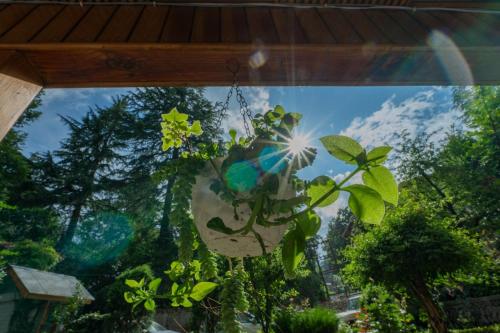 a plant in a window with a view of the sky at Hotel Negi's Mayflower A heritage Since 1965 in Manāli