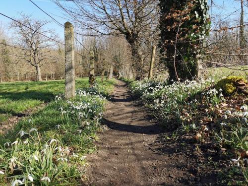 a dirt path with white flowers on it at De Groene Hoeve in Brakel