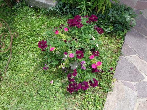 a bunch of purple flowers in a garden at Apartments Butinar Pri Kapitanu in Ankaran