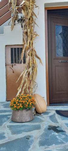 a tree in a planter next to a door at Point of view 1 in Pramanta