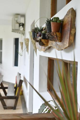 a group of potted plants on a wall at Tulia House Backpackers in Mombasa